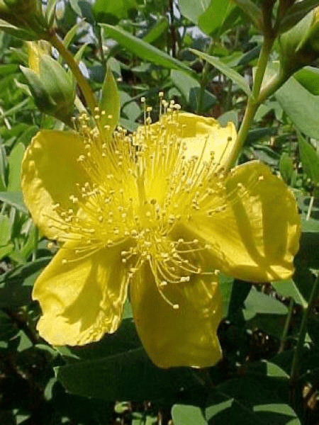 Des images de diff�rentes plantes